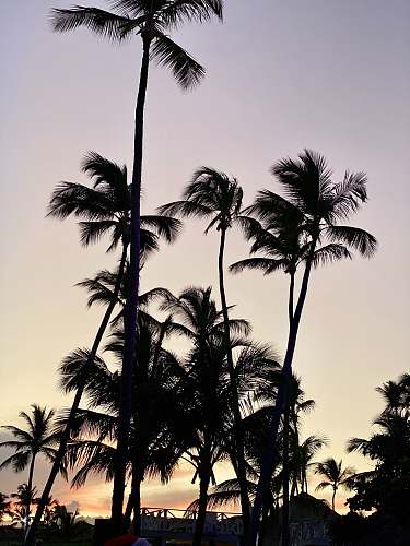 palm tree green coconut trees during daytime plant